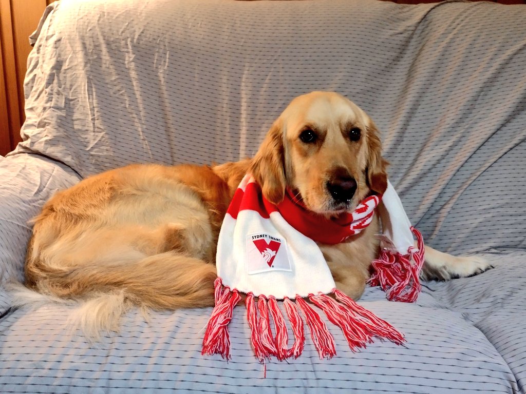 My lady hooman supports <a href="/sydneyswans/">Sydney Swans</a> so I guess I'll tolerate wearing their scarf