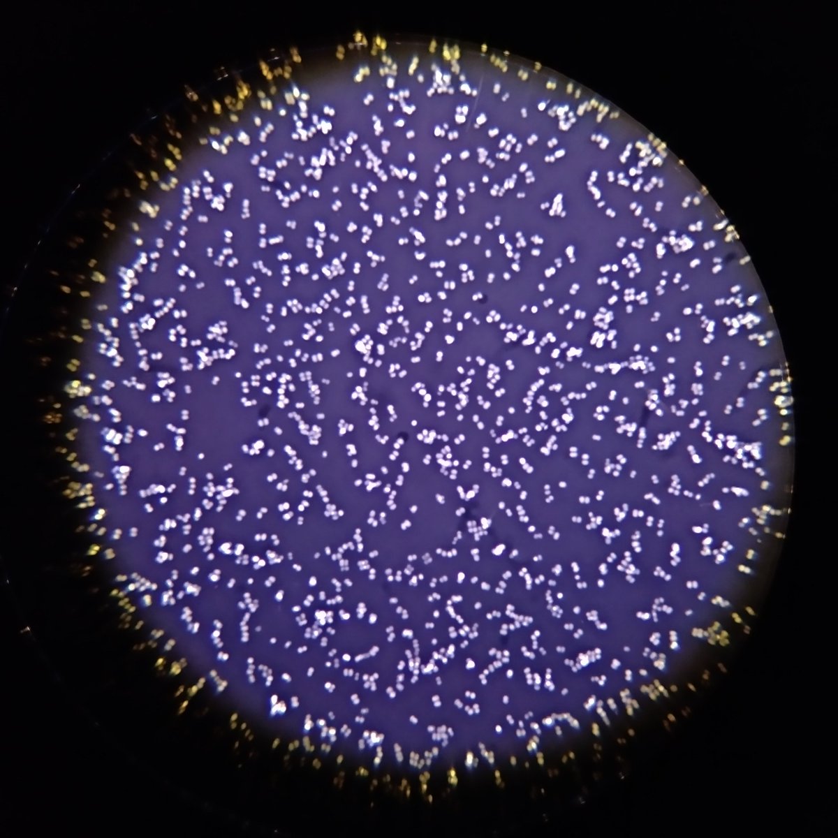 jessigserna's tweet image. Hoy es el #InternationalMicroorganismDay así que aprovecho para recordar que la mayoría de los microorganismos son nuestros &quot;amigos&quot; ¡desterremos su mala fama! 🦠🧫🔬 Virus, bacterias, hongos filamentosos, levaduras y protistas que nunca dejan de sorprendernos 😊