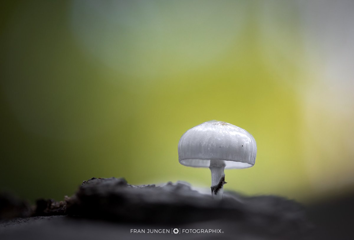 fotographix tweet media