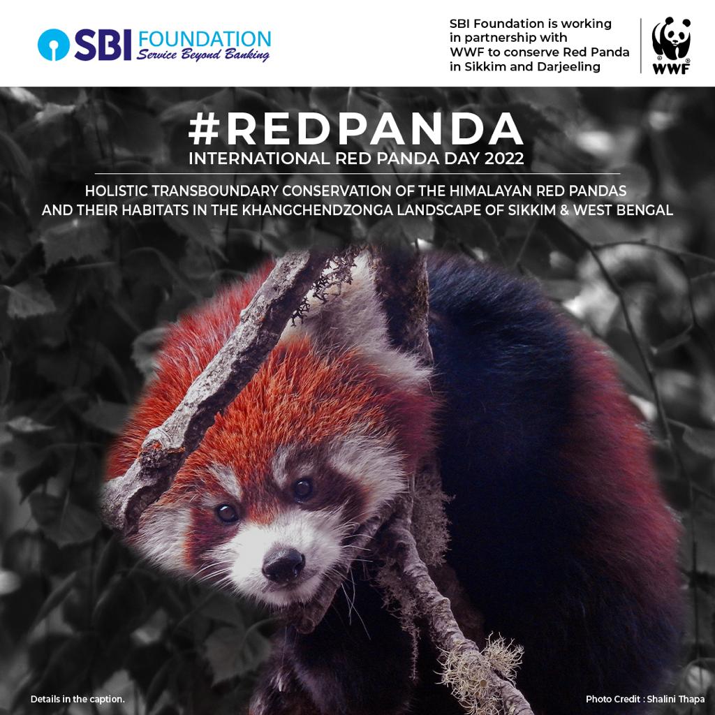 SBI_FOUNDATION's tweet photo. International #RedPandaDay is celebrated to support #RedPanda conservation and generate much-needed awareness about the species.
Details: https://t.co/rJKEy9XoM1
@TheOfficialSBI @WWFINDIA
#SBIF #SBIFoundation #ServiceBeyondBanking #CSR #SBI #WWF #HimalayanRedPanda #environment https://t.co/3mStCKHSQG