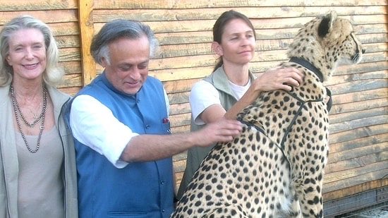 Noon musing: Cheetahs are here;
Congrats to all involved in a unique translocation exercise; fingers crossed that it works out well. BUT surely <a href="/Jairam_Ramesh/">Jairam Ramesh</a> the former environment minister who piloted the original idea deserved a mention? Govts are a continuum, no?