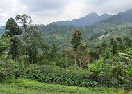mbenk5's tweet photo. Smart Climate Agriculture in Taji village #desadigital @PemkotMalang #sachainchi #sachioil #EVSO #edibleoil #minyakessens #minyaknabati #smartajadulu #thinksmart #omega3 #omega6 #omegaverse https://t.co/zCSlB4pa1H