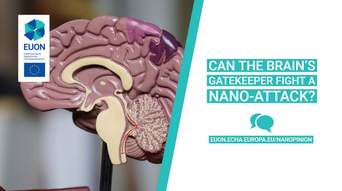 Read the latest #EUON Nanopinion guest column from Dr Eugenia Valsami-Jones on how #nanomaterials can bypass the blood-brain barrier and access the brain. She'll explain how this knowledge can help make the use of nanomaterials safer. 

Read the column: 🔗fcld.ly/nanopinionbbbt