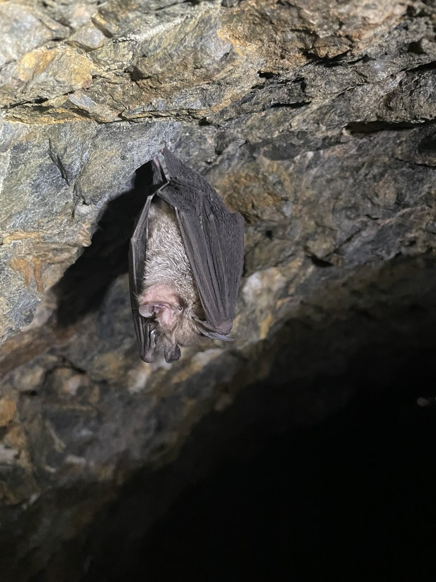 VanessaGorecki's tweet photo. Saturday hike with my kids. Spotted an old water tunnel, and had to inspect. Found some Rhinolophus megaphyllus roosting in domes. Decent guano piles. All just 10km from Brisbane city! PS my kids think this is normal.  #urbanecology #bats #sciencemum https://t.co/nYubMz12H6