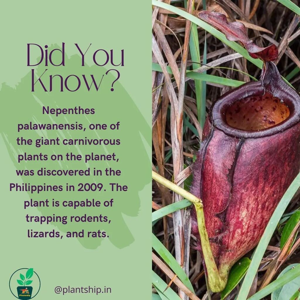 plant_ship's tweet photo. World's biggest carnivorous plants
Follow @plantship.in.
.
.
.
@plantship.in
Follow for more .@plantship.in
#plantfacts #factsdaily #factplanet #carnivoras #pictureplant #plantlover #gardenlife #wildlife #rats #lizardsofinstagram #2009 #2022 #factsonfacts #trueinfo #jung… https://t.co/u6narNyFuJ