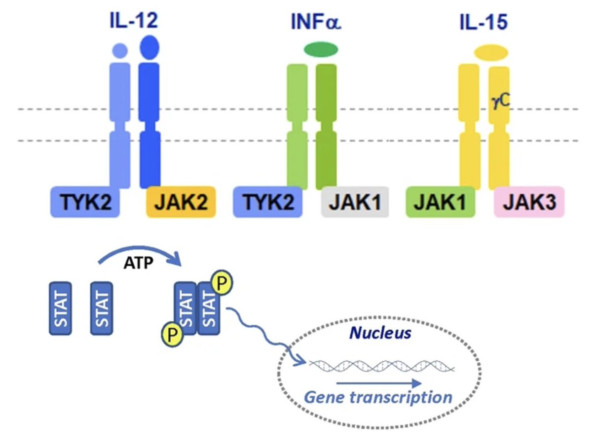 FDA approves TYK2 inhibitor deucravacitinib for moderate-severe plaque PSO based on POETYK studies

⚠️Cruicially they have avoided the dreaded JAKi black box warning for MACE and cancer, despite AE profile looking similar to JAKi

Trials ongoing in PsA and SLE. Watch this space!
