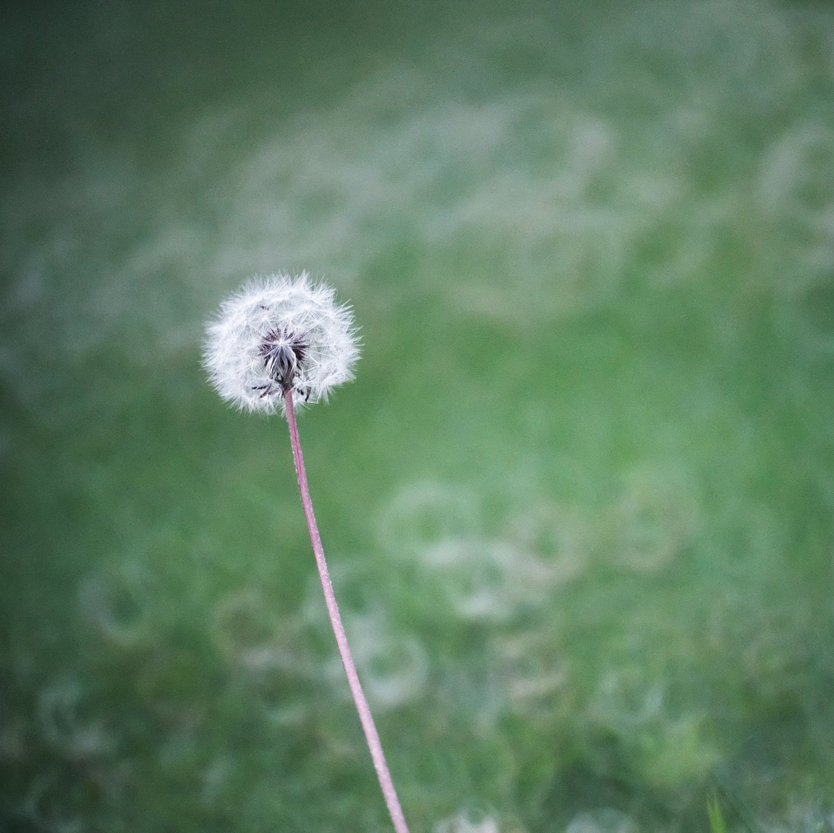 bokeh_es's tweet photo. #Dandelion Shot with #oldlens #mirrorlens #Makinon 300mm f/5.6, #Fujifilm XA-2, #Viltrox focal reducer. #Snapseed 

#makinon300mm #reflexlens #flowersandmacro #bokeh_kings #bokeh_and_blur #bokehlicious #flowerphotography #donutbokeh #catadioptric #catadioptriclens #bokehphotofan https://t.co/KBhr6I9X49