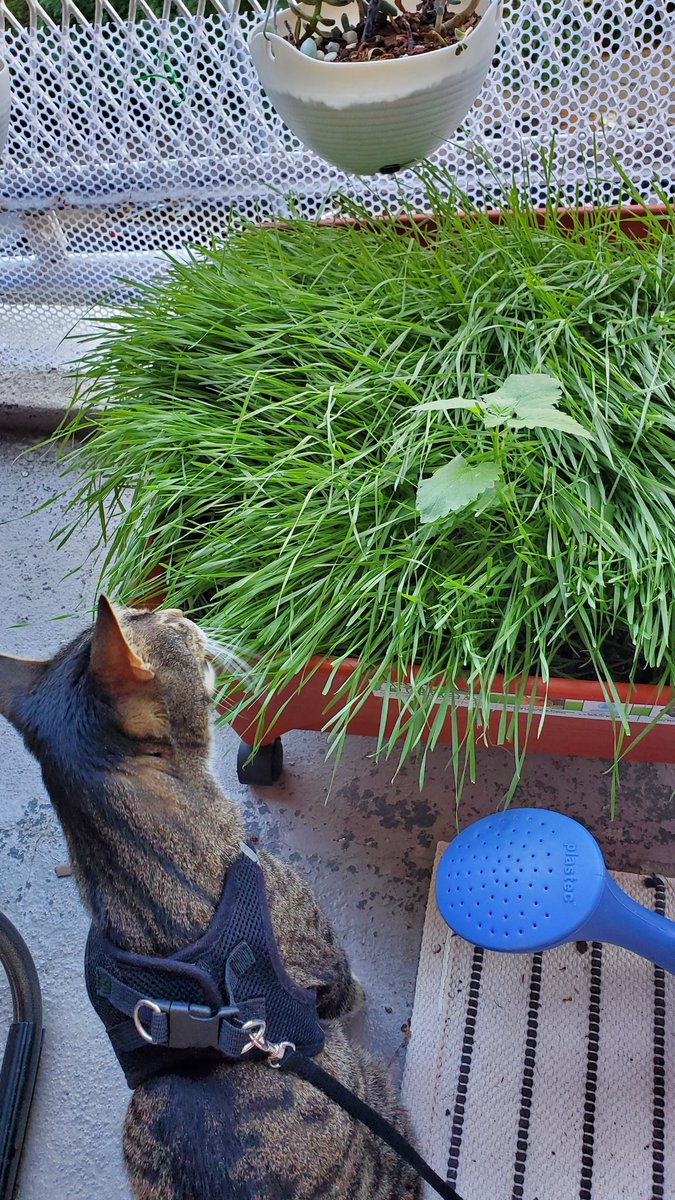 gameosicats's tweet photo. We've been on vacation for a week so Meeple's grass has gotten out of hand without his daily munchings. 😅 https://t.co/48vgEUDmDl