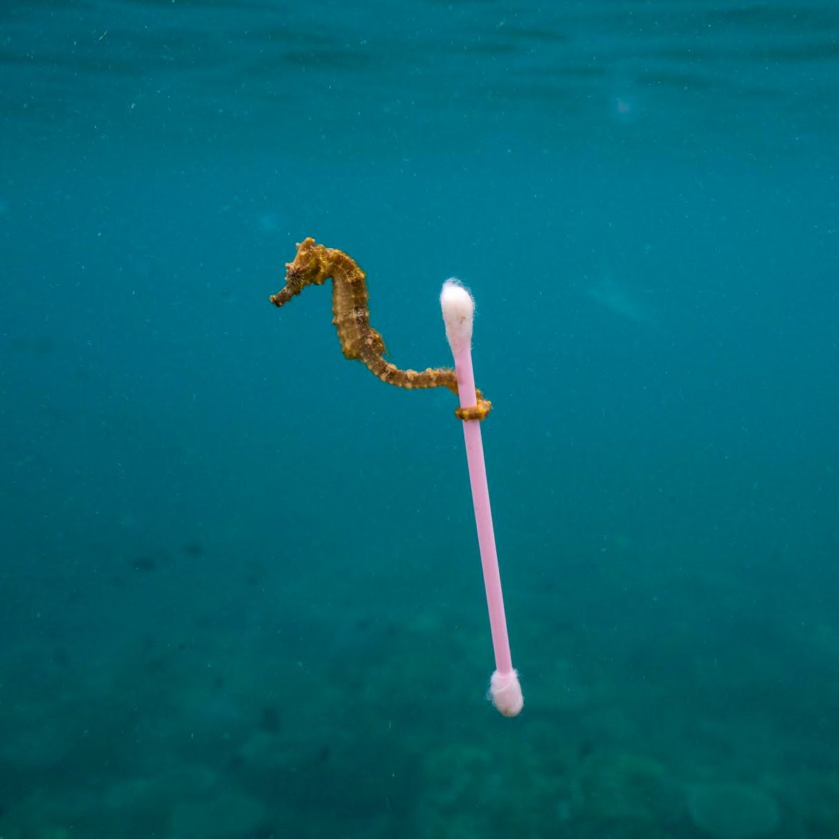 CoastEarth's tweet photo. Marine wildlife such as seabirds, whales, fish and turtles mistake plastic waste for prey; most then die of starvation as their stomachs become filled with plastic. 

Keep rubbish out of our oceans. 

Help us to help marine wildlife. 

Photo by Justin Hofman. https://t.co/8kOa0j1duH