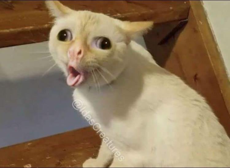 Content from hellxrel