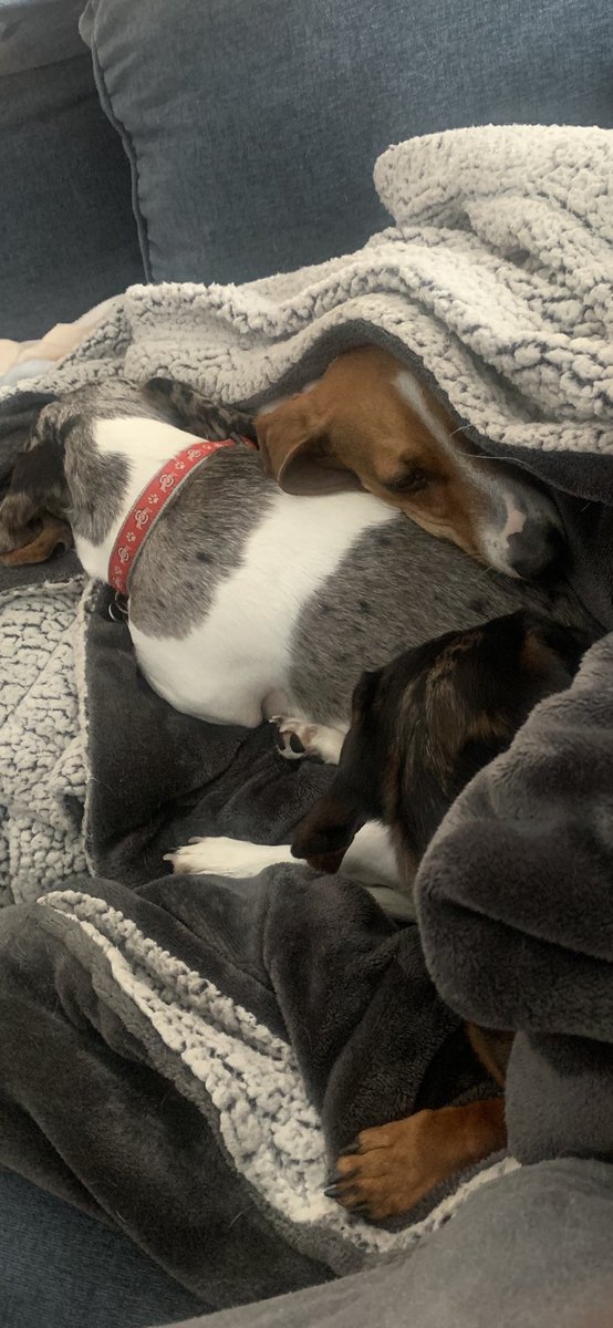 50 degrees this morning, Doxies rushed out and in, acting like the world is frozen over.