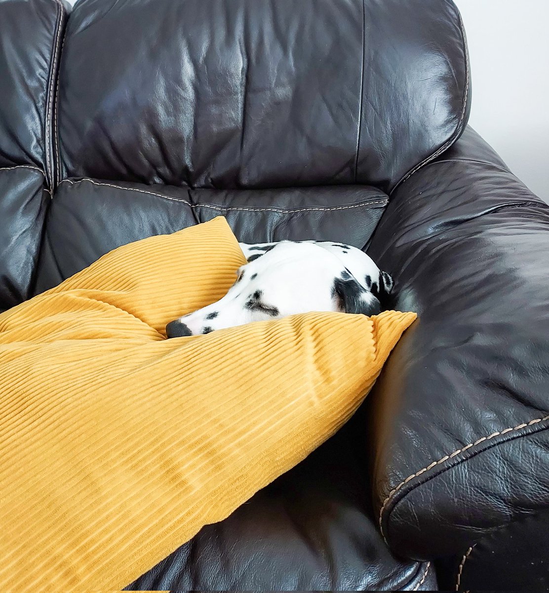 Good early afternoon chums..🐶..
Been out &amp; about this morning. 
Lazy day time..😴..
#DogsOnTwitter #dogsoftwitter 
#DogsAreFamily #dalmatian ❤️