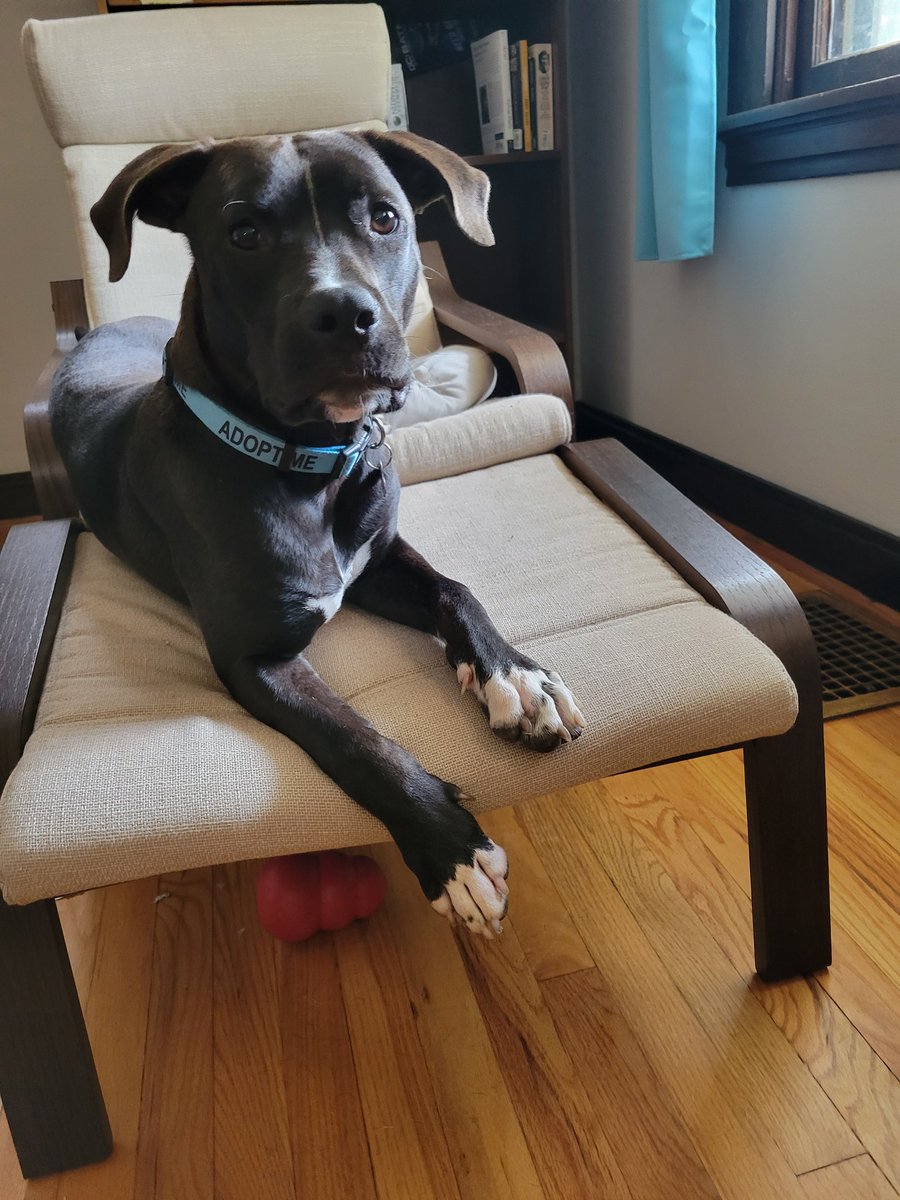 Alfred is back with us after an unsuccessful trial adoption. While he is kid friendly, we would suggest older kids due to his size and goofball energy. 

11 MONTHS, 50 LBS, B I G  L O V E 

needypaws.org/animals/detail…