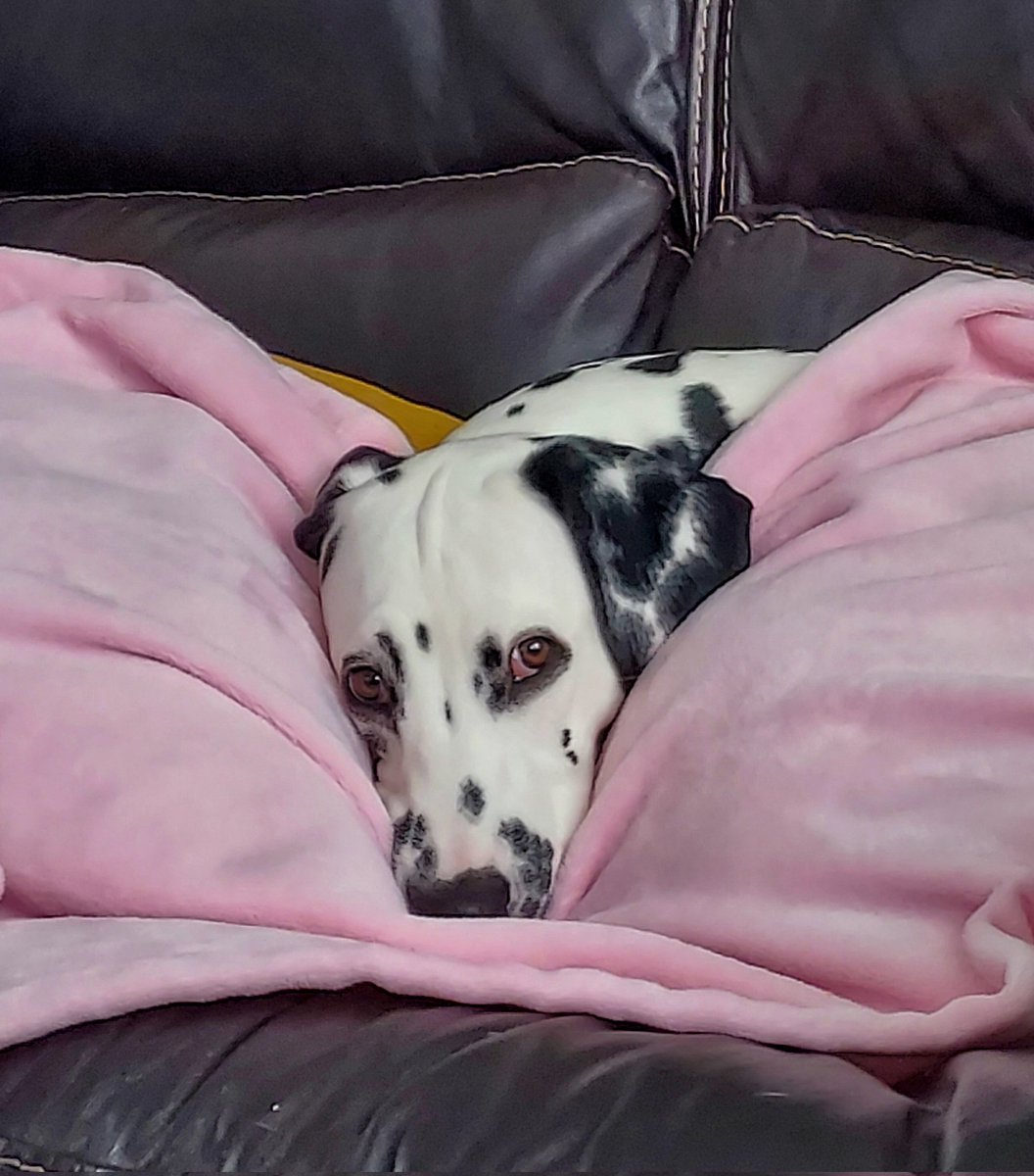 Mum has me ruined..🐶..
Keep it coming Mum..😉..
#DogsOnTwitter #dogsoftwitter 
#DogsAreFamily #dalmatian ❤️