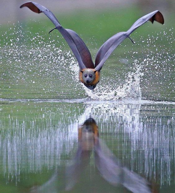ElliottBlackwe3's tweet photo. There is something truly amazing about bats flying over water https://t.co/sqTCrUcYW7