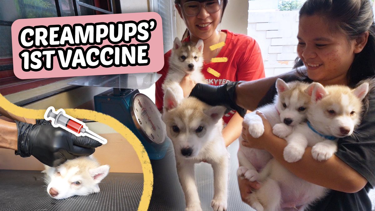 *NEW UPLOAD* 🐶🩺
The Dogtor is in! (PUPPIES' 1ST VACCINE )

YT Link: youtu.be/VQ1TvMn-YcU