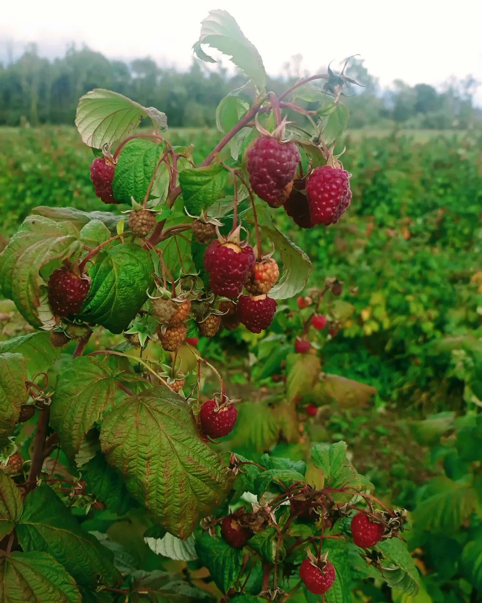 evka_25's tweet photo. Sarkano rudens sirsniņu saldums un aveņu jumītis ❤️ #avenes #aveņulasīšana #laukulabumi #ogusvētki #rūtenbergalaukulabumi https://t.co/CpEn0YXjMb