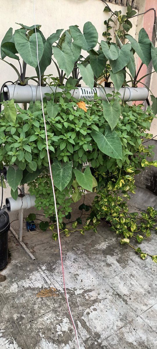 radongrow's tweet photo. Hydroponic System (Deep Flow Technique) for 32 Plants- DFT 32
https://t.co/ZxDoLuXjS0 
Contacts us on : +91 72020 41100
#radongrow #hydrofarming #hydroponicagriculture #hydroponicscompanies  #hydroponicverticalfarming 
 #hydroponicfarming  #hydroponicsystem @AVerticalFarm https://t.co/bdQyz5G7kE