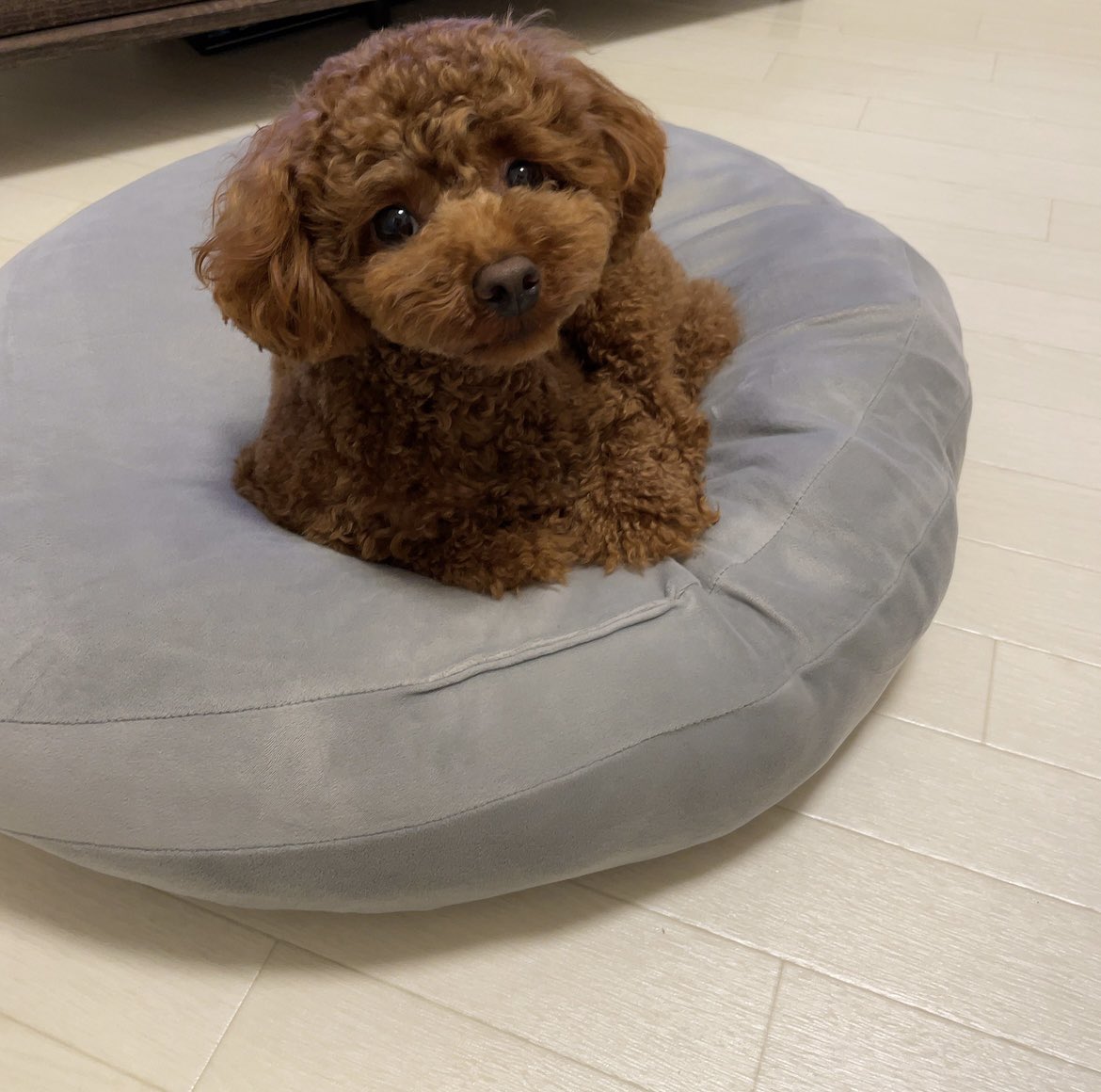 __01219's tweet photo. このニトリで買ったクッション
お気に入りすぎて年中愛用中🫶

#tinypoodle
#タイニープードル https://t.co/UzzgyiFp0v