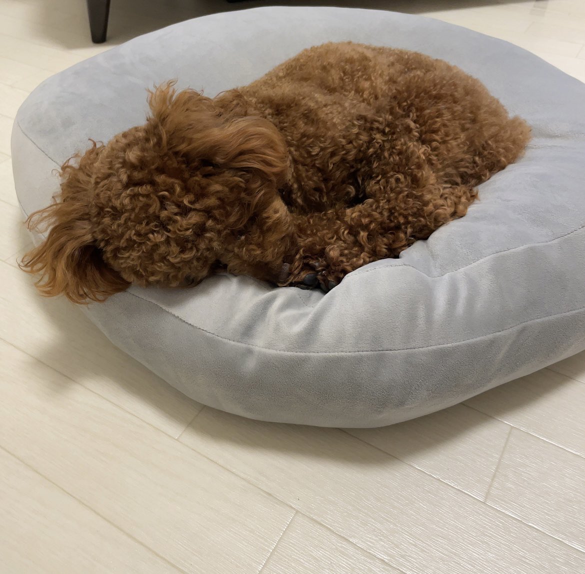 このニトリで買ったクッション
お気に入りすぎて年中愛用中🫶

#tinypoodle
#タイニープードル