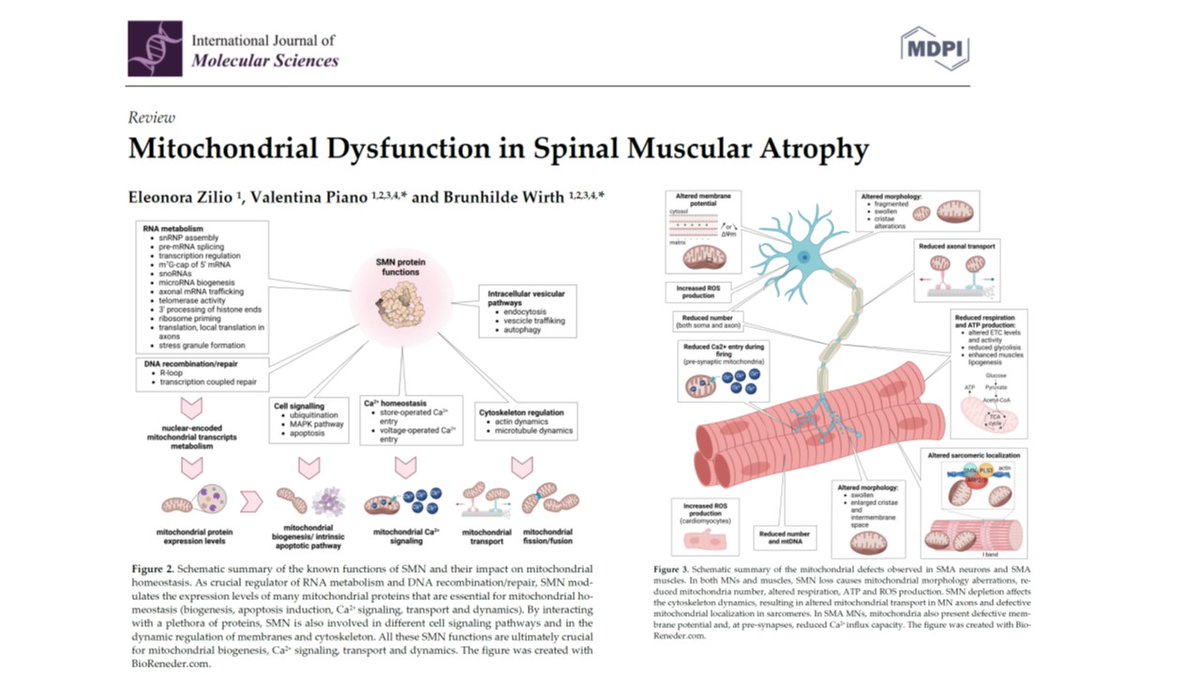 Brunhilde Wirth (@brunhildewirth) on Twitter photo Comprehensive review on "Mitochondrial Dysfunction in Spinal Muscular Atrophy" mdpi.com/1422-0067/23/1….
Congratulation Eleonora and Valentina - your first paper <a href="/UniCologne/">Universität zu Köln</a> <a href="/UKKoeln/">Uniklinik Köln</a>. Fantastic figures included. Don't miss! @SMAEurope <a href="/CureSMA/">Cure SMA</a>  <a href="/SMANewsToday/">SMA News Today</a> Comprehensive review on "Mitochondrial Dysfunction in Spinal Muscular Atrophy" mdpi.com/1422-0067/23/1….
Congratulation Eleonora and Valentina - your first paper <a href="/UniCologne/">Universität zu Köln</a> <a href="/UKKoeln/">Uniklinik Köln</a>. Fantastic figures included. Don't miss! @SMAEurope <a href="/CureSMA/">Cure SMA</a>  <a href="/SMANewsToday/">SMA News Today</a>