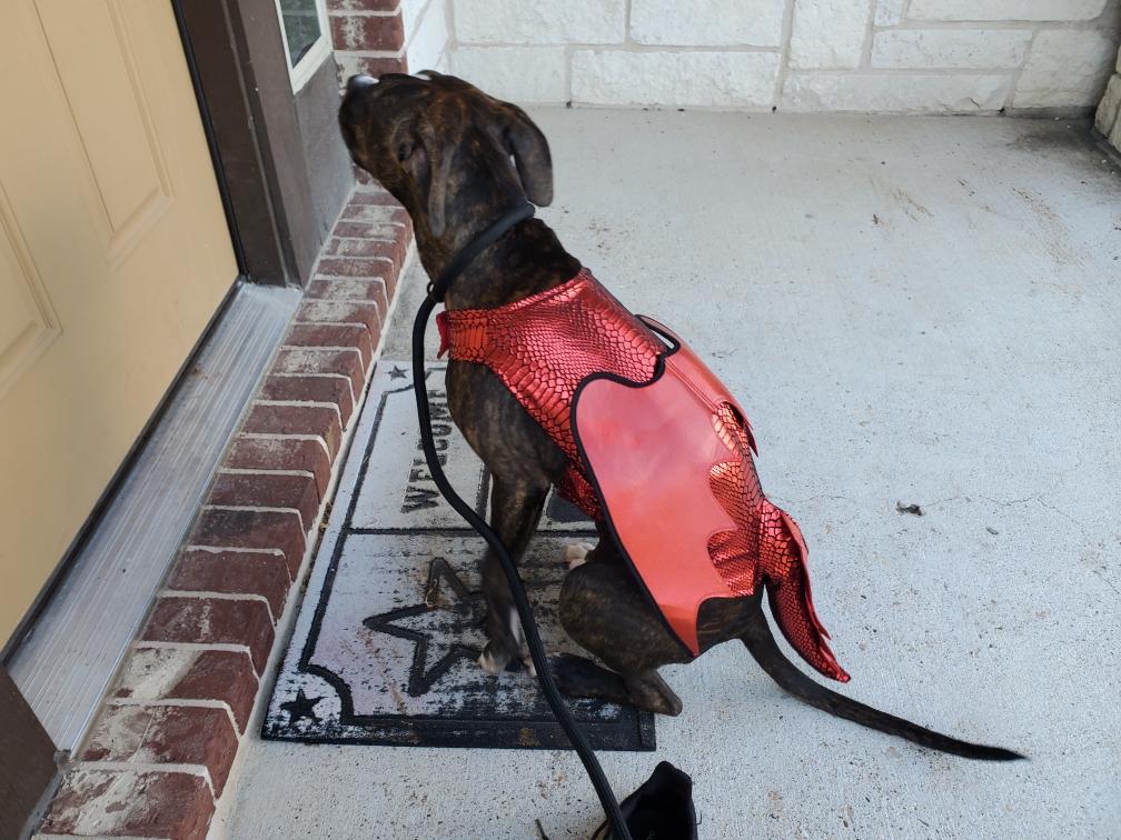 DevinStorm10's tweet photo. Finally got that dragon I always wanted! #dragons #doglover https://t.co/JzJ0Q9zy17