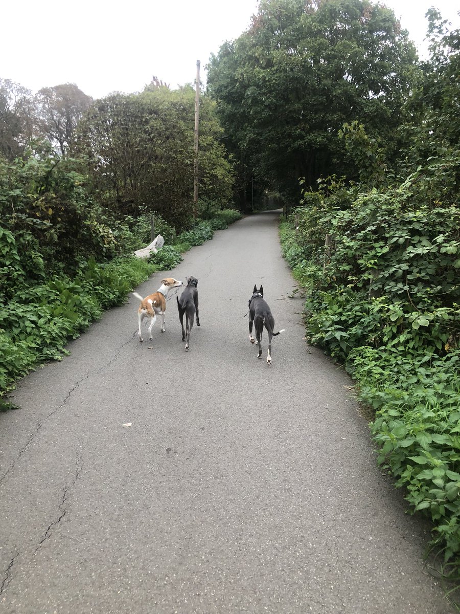 Wolfthewhippet's tweet image. Me and my buddies just hanging out … #wolfdays #wolfpack