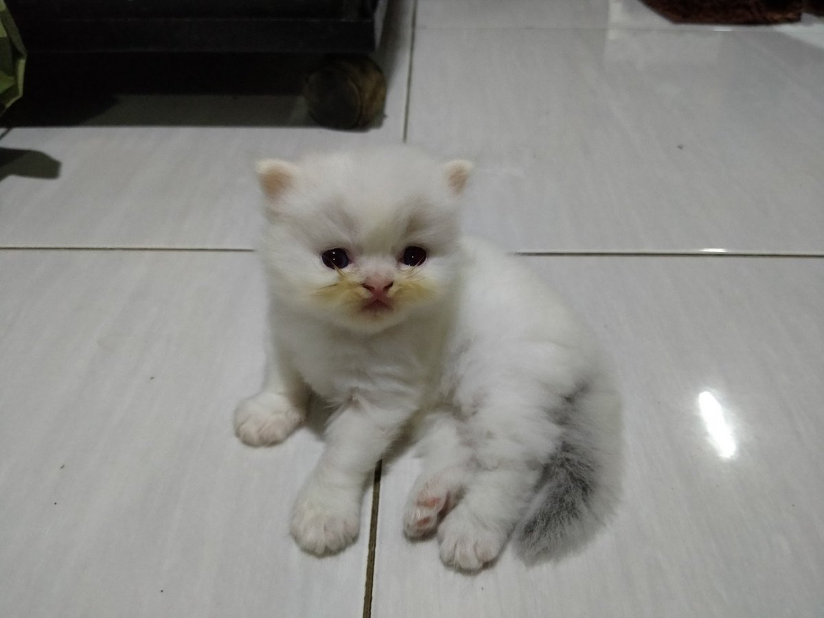 kochengfs tweet picture