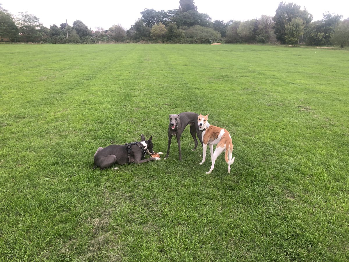 Wolfthewhippet's tweet image. Bobby Gilbert and I …just chillen