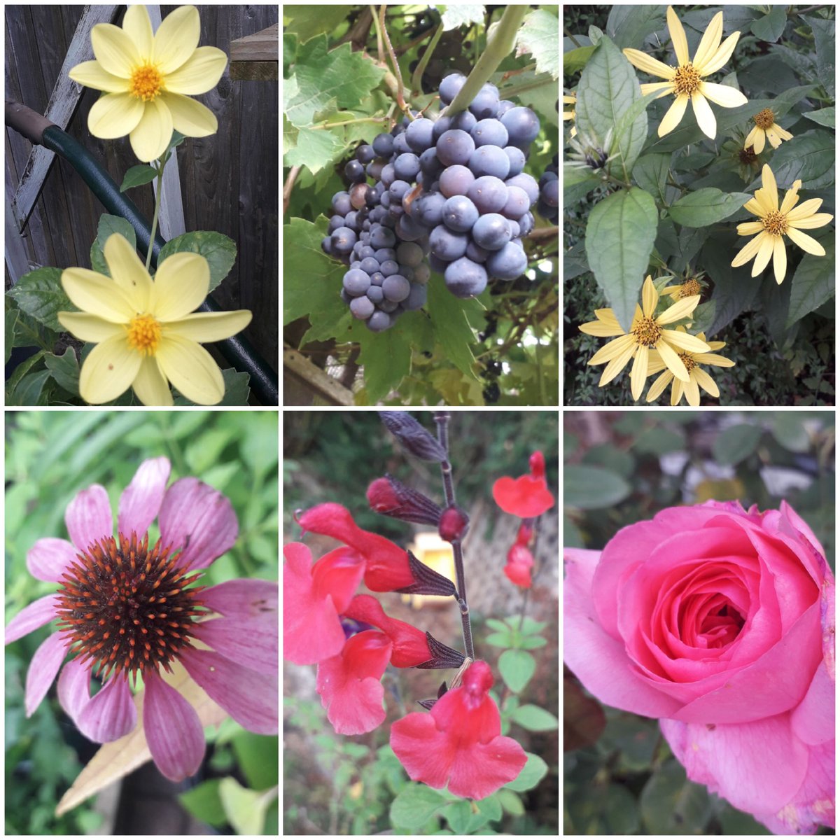 KateSalter3's tweet photo. Not done #SixOnSaturday for a while #dahlias keep giving #roses having a third flush and #grape 🍇 vine is having its' best year. May have to research how to make #wine 🍷! https://t.co/u4852cEc4f