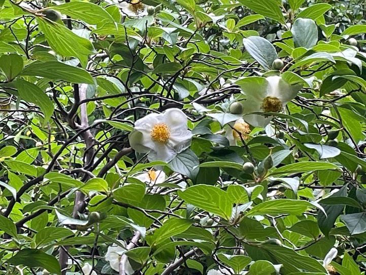 Abook34's tweet photo. 京都の東側に住んでたので
西側に全く地理感がない🫤

梅雨���けの時期の話だけど
西北部をウォーキングして
東林院の沙羅の花を観に♪

まぁ花より団子ですけど🤣

https://t.co/9bQFqHqu8G

#京都 #東林院 #沙羅の花 https://t.co/ZtnKto6HQ5