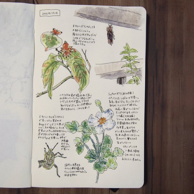秋を感じた植物日記🌱

Instagram▶️ https://t.co/9WVFu8Sq9p 