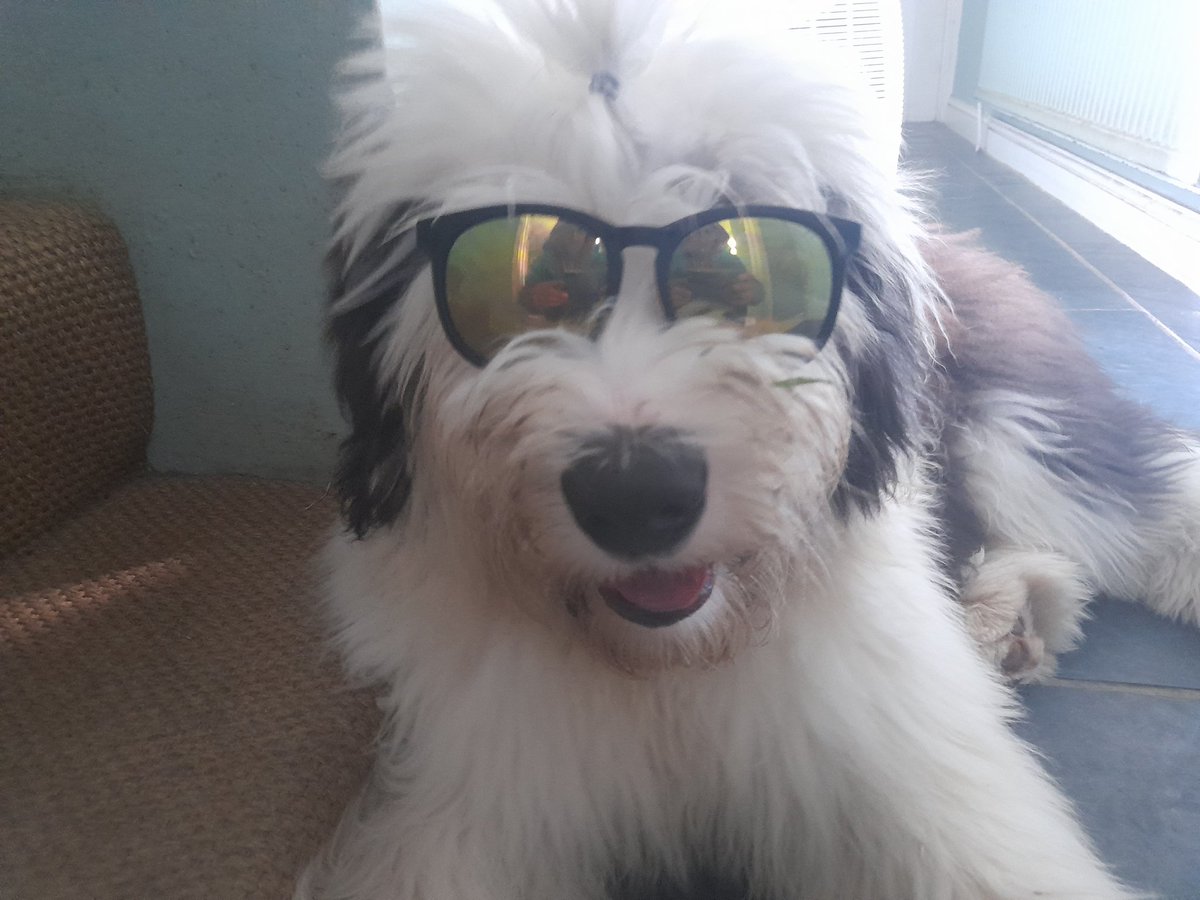dankest_in's tweet photo. #DogsInSunglasses https://t.co/4Mf2HsoDBN