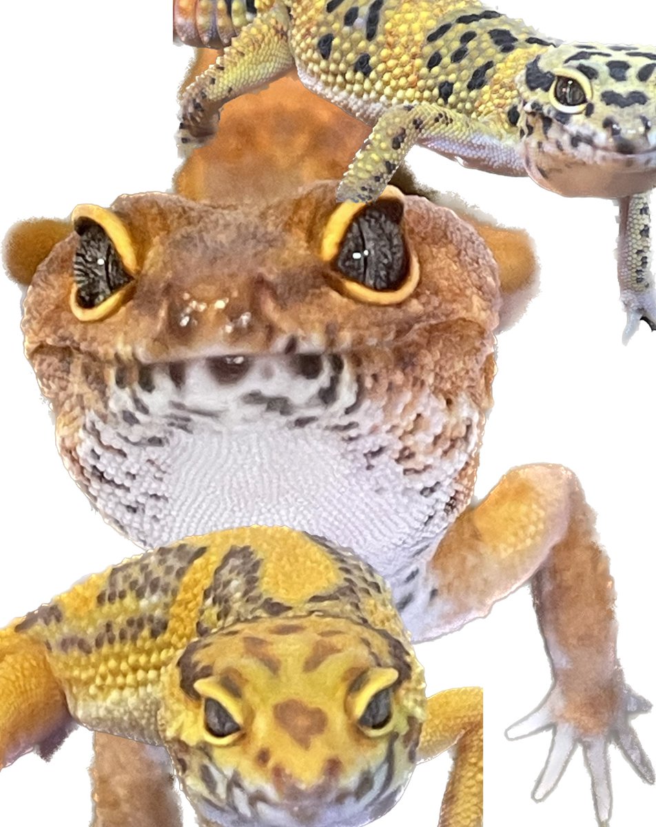 akamegecko222【レオパの木】 (@mintnight1) / Posts / X