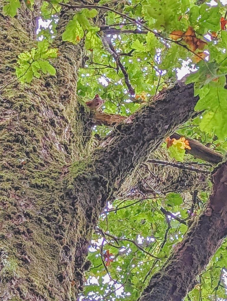 This morning's little #momentwithnature #natureconnectedness #walkingwithnature. Not a great photo but with a little bit of #pixel editing it looks a bit better #RedSquirrel 🐿️