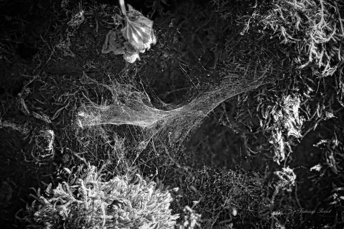 perrotfr's tweet photo. 📸 Dans de veilles pierres, toile d’araignée très poussiéreuse.
#toile #toiledaraignee #poussiere #poussière #vieillespierres #blackandwhitephotography #blackandwhite #noiretblanc #photonoiretblanc #noiretblancphotographie #noiretblancphoto #nature #photography #photo https://t.co/M2nzdinaqX