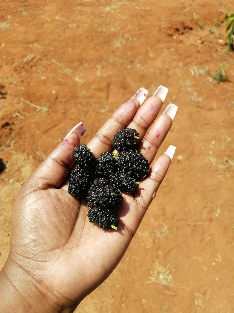 OslinaM's tweet photo. What do you call them in your home language? https://t.co/WNTOnVpcEM