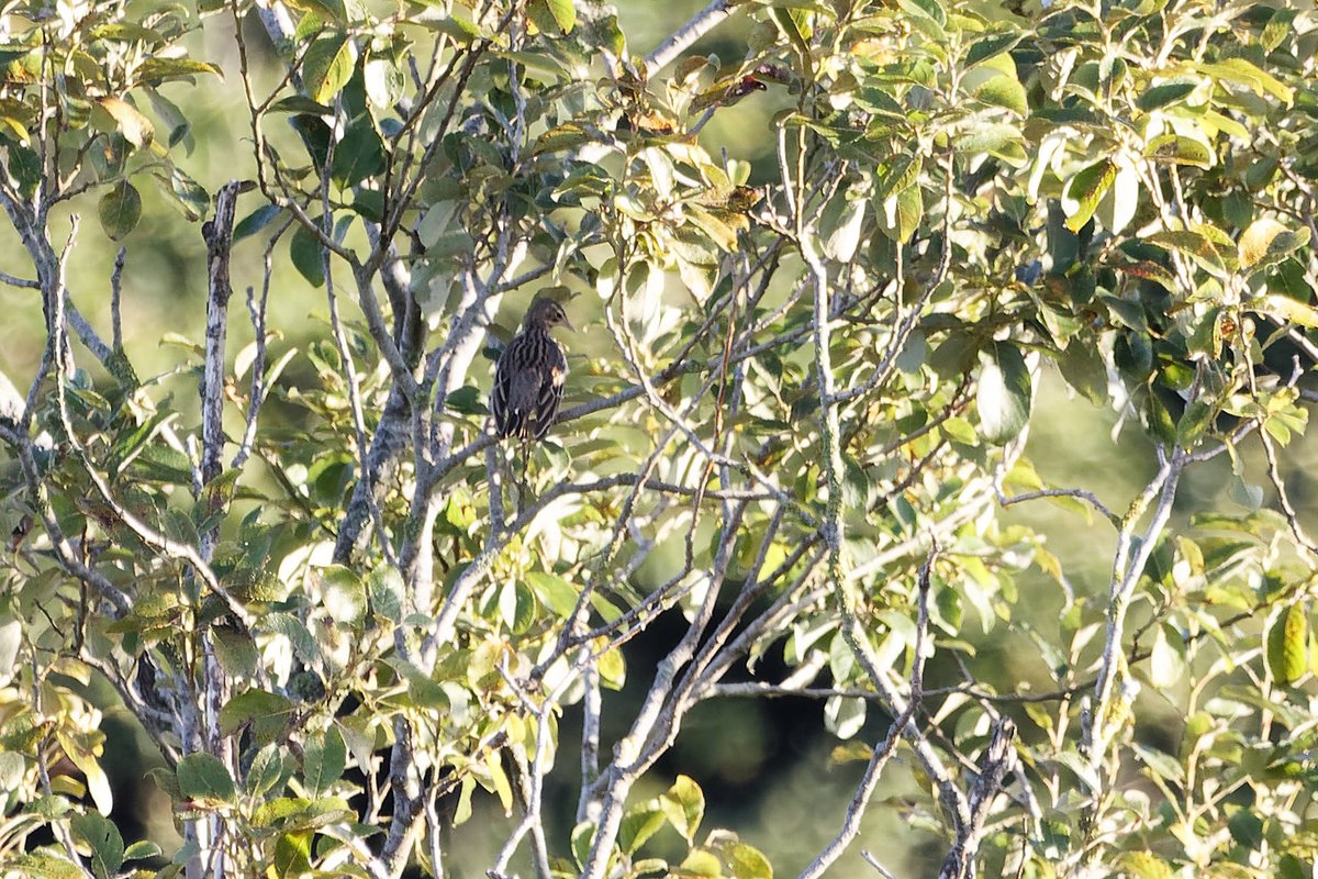 Tree Pipit at Cowlishaw this morning plus two skeins of Pink feet over. First being a patch tick
