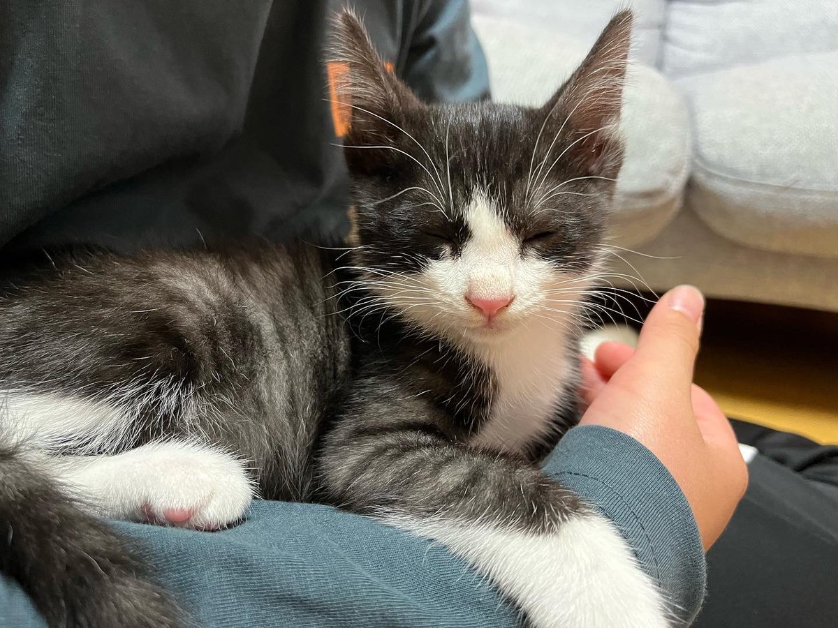 れんパパ@ tweet media