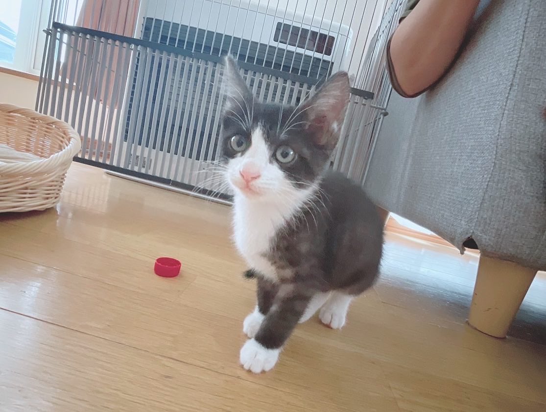 れんパパ@ tweet media