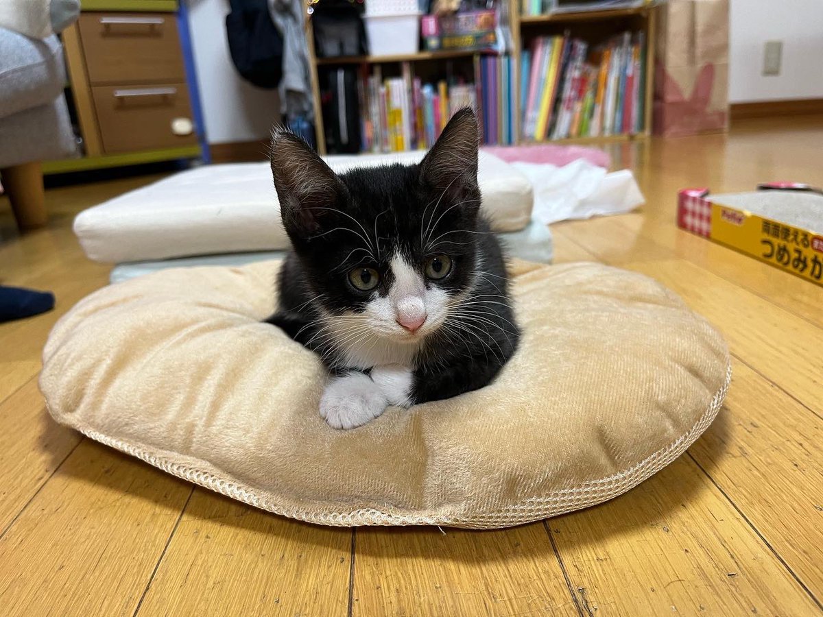 れんパパ@ tweet media