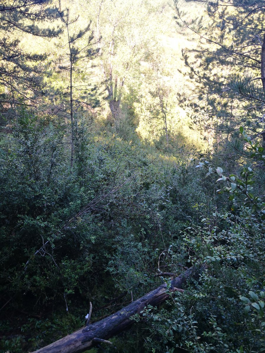 Sergio Moreno tweet media