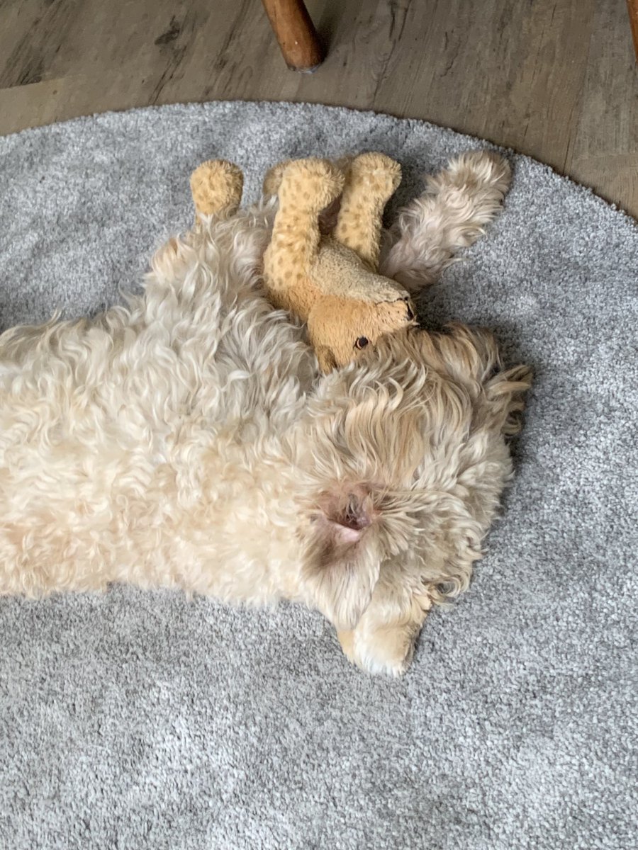 WeerkampJos's tweet photo. #FotoZomerWeken Week13 thema #Samen ⁦@jolandabrwr⁩  Onze lieverd Toon samen met zijn knuffel #Fritsie 🧡 #watmissenwehemtoch   Prettige dag!                 #staysafe #zoekdelichtpuntjes 🐕🧡🐕 https://t.co/zBbs55SEtj