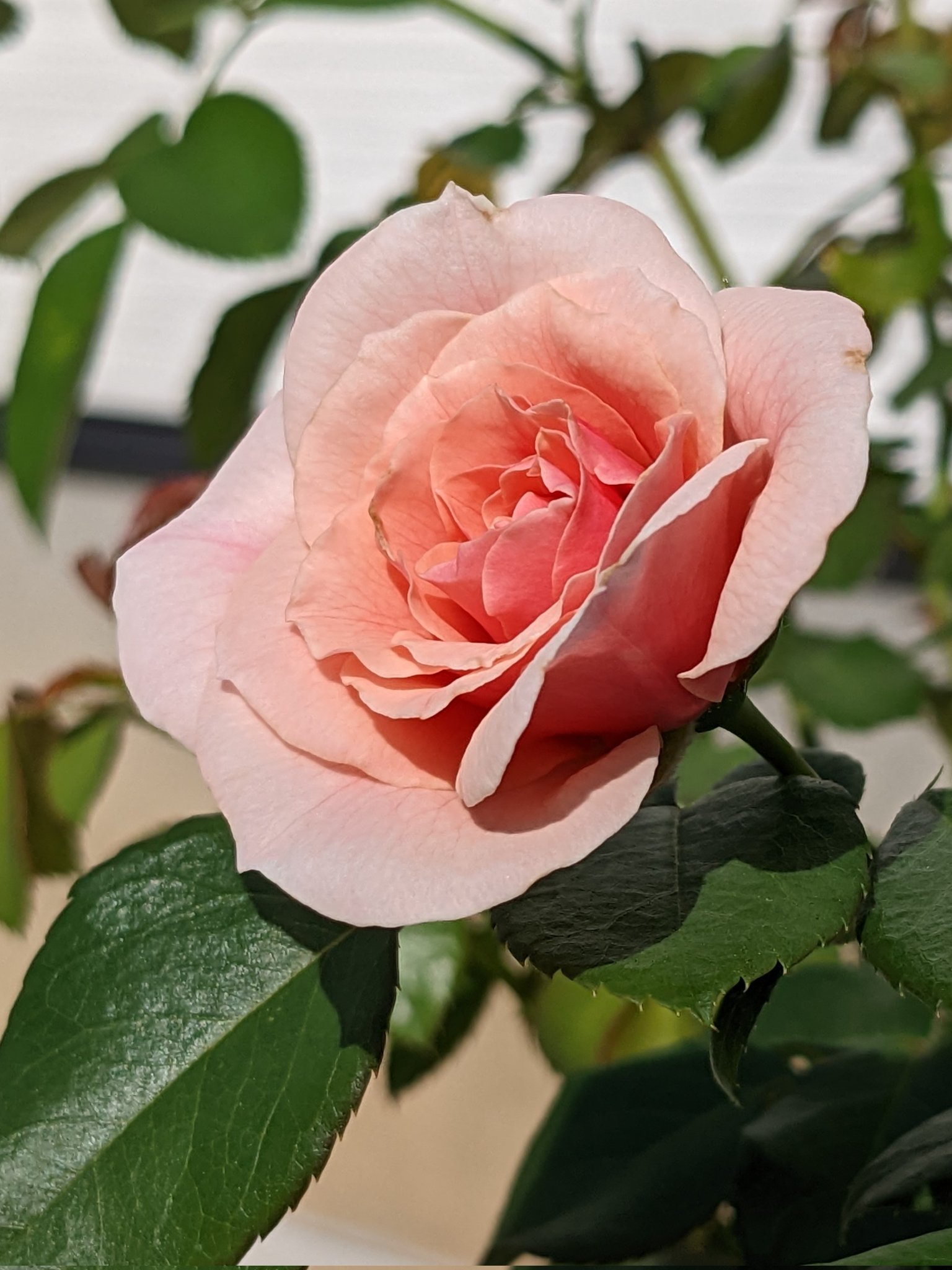 ホレーショ ネルソン Twitter Search Twitter