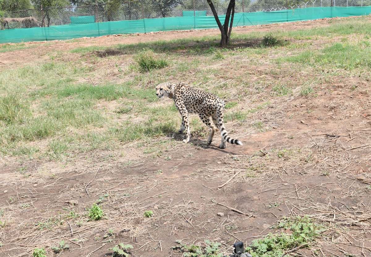 A long wait is over, the Cheetahs have a home in India at the Kuno National Park.