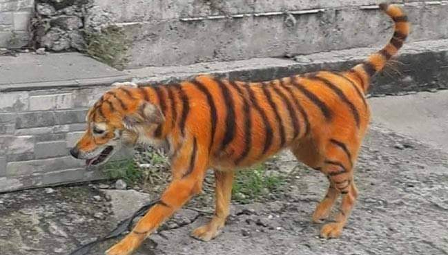 हमारे प्रधानमंत्री जंगलों में चीता छोड़ रहे है
कांग्रेसी देश में गधा घुमा रहे है
और
मोदी जी की नकल करने वाला केजरी दिल्ली की गलियों में मोदी जी की नकल कर के छोड़ रहा है 👇🤣