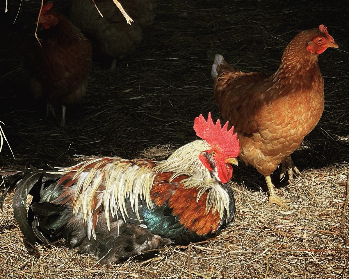 Vincent FERNIOT (@vincentferniot) on Twitter photo Vu hier ce #coqgaulois magnifique mais à terre... Symbole de notre France et de sa paysannerie, à terre elles aussi. Pensez à ceux qui vous nourrissent en silence plutôt qu'à ceux qui vous pourrissent en hurlant. #jaimelespaysans Vu hier ce #coqgaulois magnifique mais à terre... Symbole de notre France et de sa paysannerie, à terre elles aussi. Pensez à ceux qui vous nourrissent en silence plutôt qu'à ceux qui vous pourrissent en hurlant. #jaimelespaysans