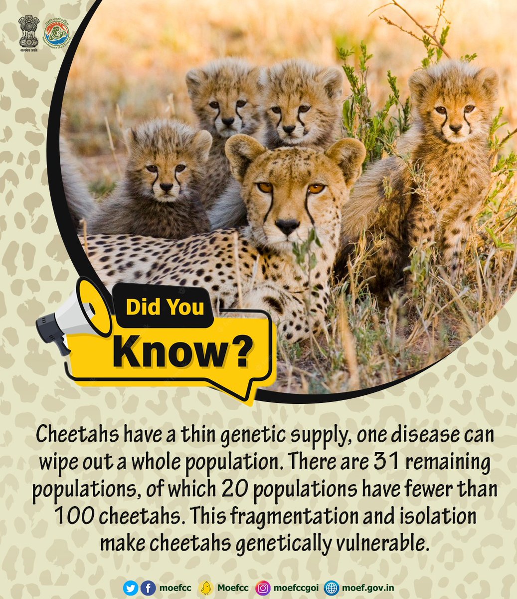 All India Radio News on Twitter: "#IndiaWelcomesCheetah : Cheetah is