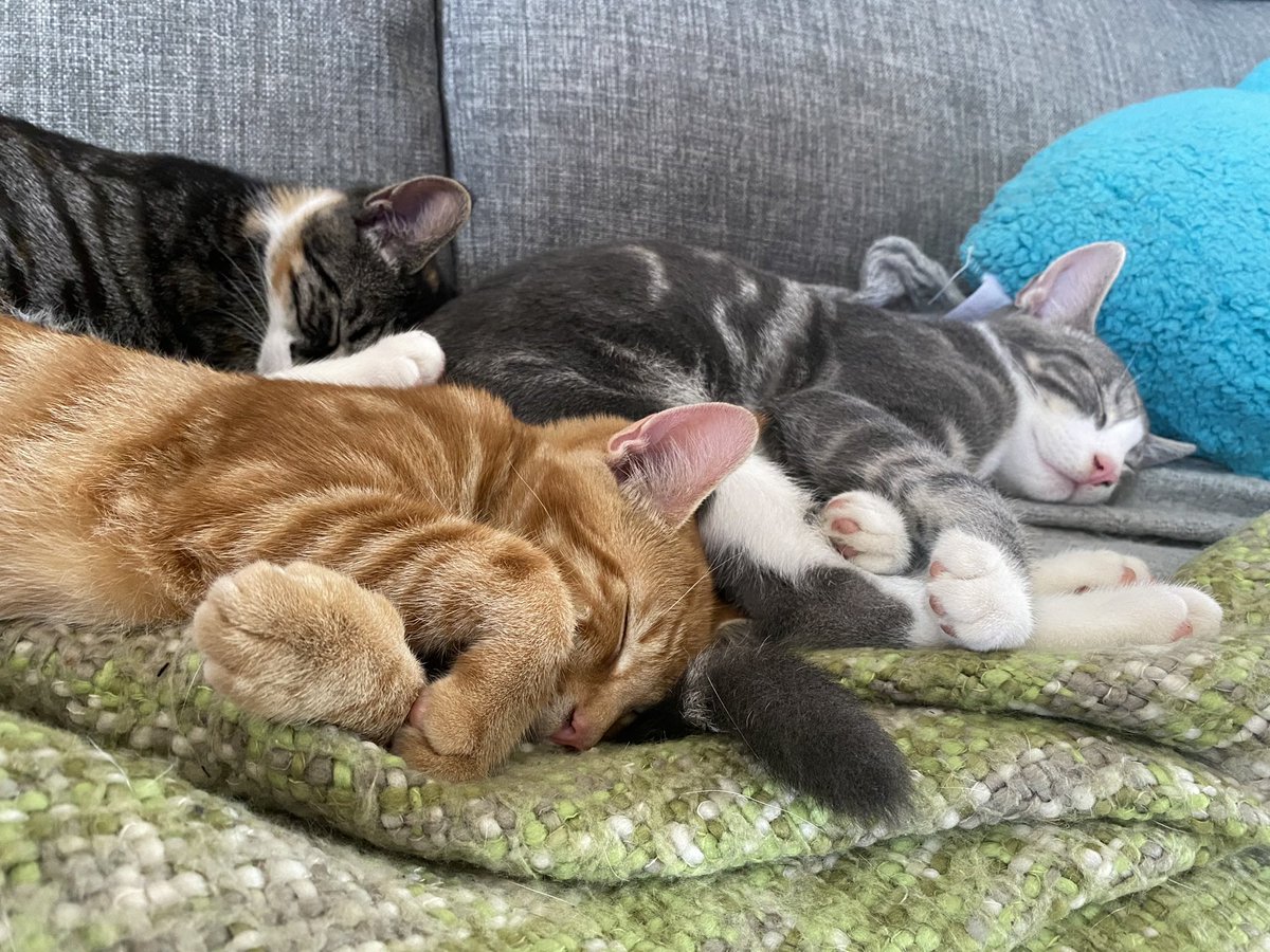 Happy #Caturday to all our furry friends, we can confirm that Angus, Oakley &amp; myself Primrose own this house. 

#CatsOnTwitter #CatsOfTwitter #cats #KittensOfTwitter