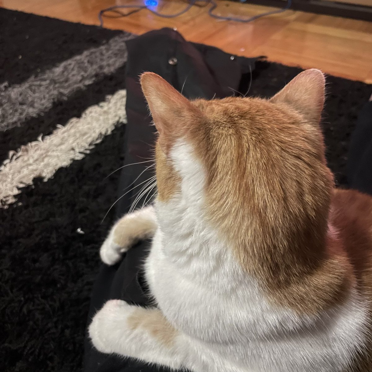 soph_wings's tweet photo. mother I see you are trying to sew buttons onto pants, but I have decided I am now a lap cat and can not be anywhere else https://t.co/vXCkIw2cTC